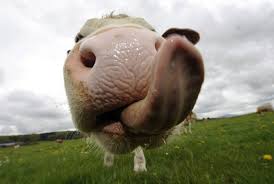vaca-y-lengua.jpg