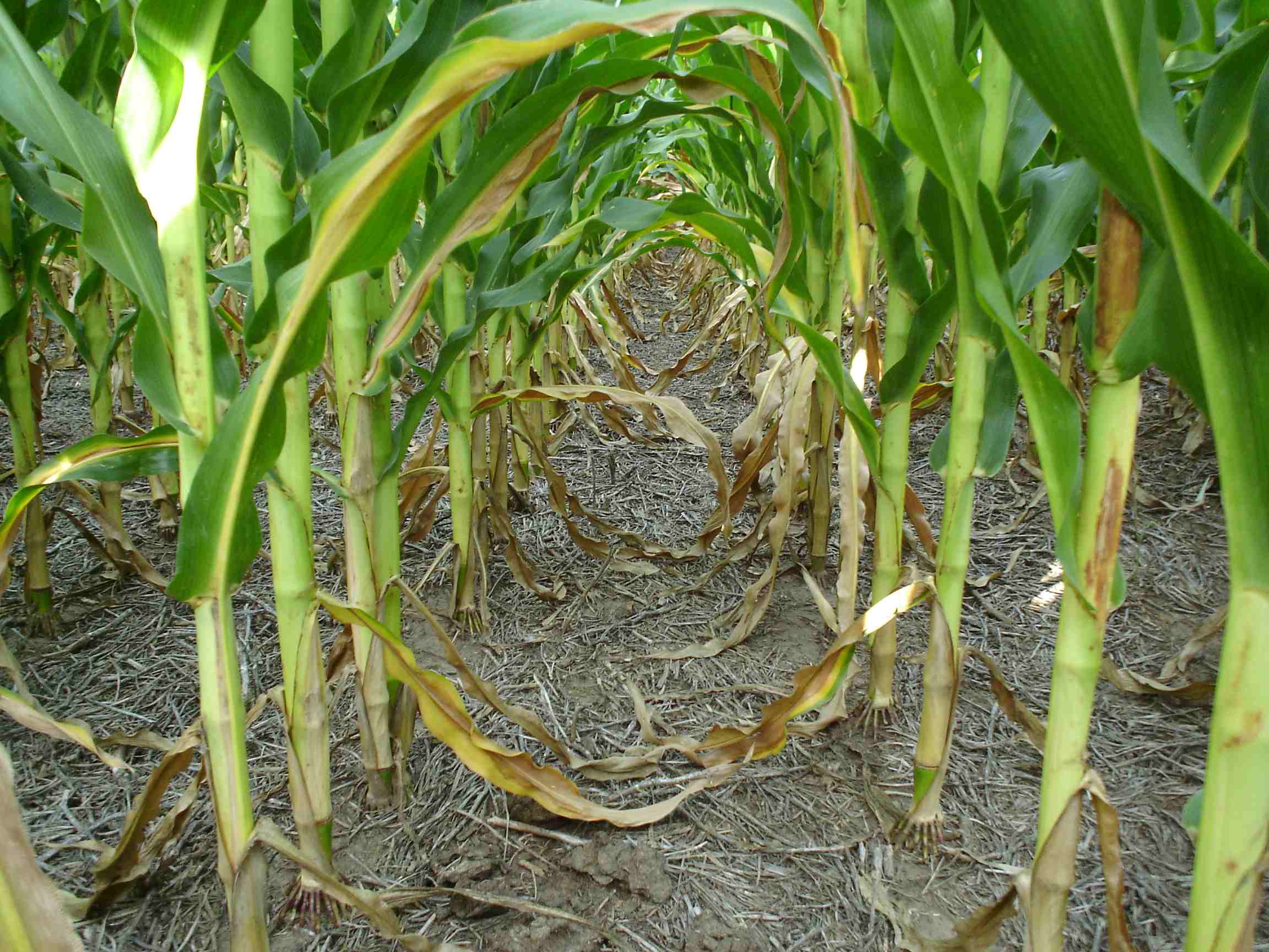 Diferencias y similitudes entre híbridos de maíz para grano y para silaje de planta entera