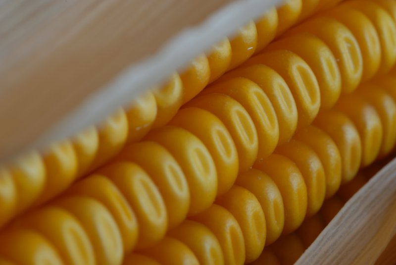 Comportamiento de diferentes genotipos de maíz frente a variaciones en fecha de siembra, densidad y fertilización nitrogenada. Ferraris -Ratto