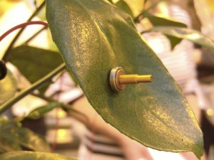 Sonda Zim, un sensor que se coloca en una hoja para medir en tiempo real y con alta precisión los cambios en la turgencia foliar.