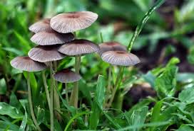 Los hongos pueden  ayudar a reducir el uso de agroquímicos. Por Juan Manuel Repetto