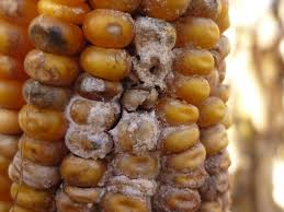 Prevención de la contaminación con micotoxinas en maíz.