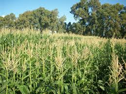 La búsqueda de altos rendimientos en maíz