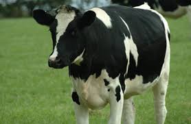 vaca1
