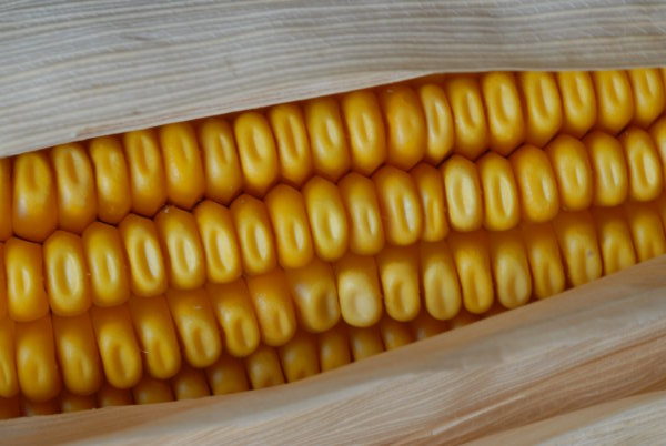 Lo nuevo de Dow AgroSciences: maíces NEXT