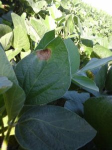 Foto 3. Detalle del síntoma de la mancha anillada en cultivos de soja durante otoño de 2016.