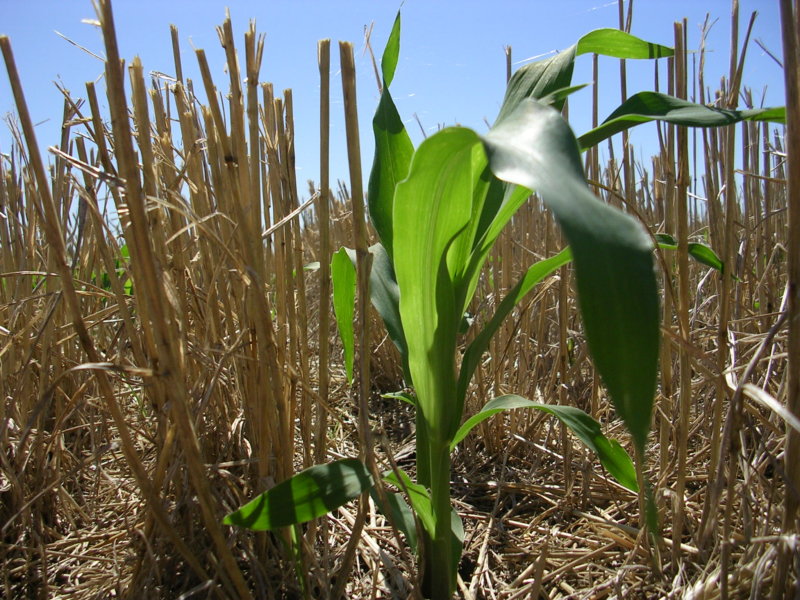 El cultivo de maíz y su eficiencia del uso del agua y N en el noreste