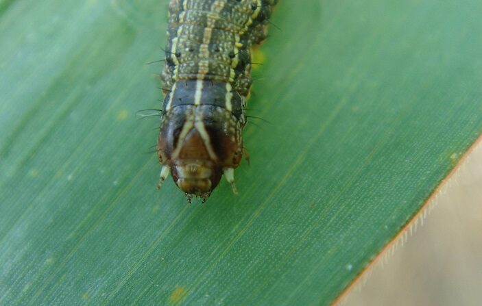 Daños producidos por insectos masticadores en hojas de maíz