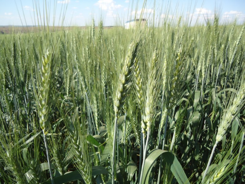 Evaluación de cultivares de trigo en campo de productores durante el año 2019