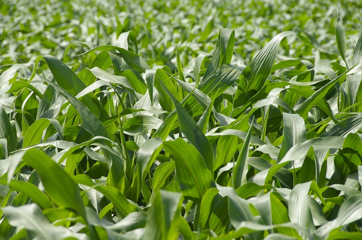 Del paper al lote: ¿Cuándo, cómo y por qué debería fertilizar mis maíces?