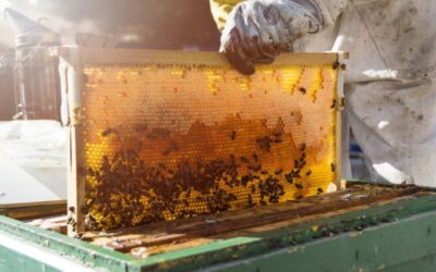 La producción de miel en Argentina: calidad e identidad