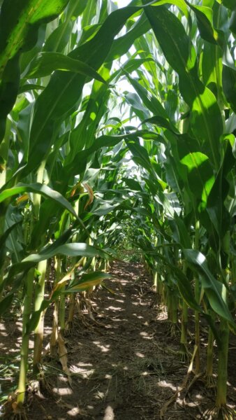 Impacto y riesgo ambiental de herbicidas pre-emergentes en maíz