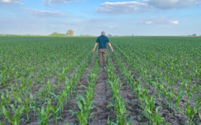Estrategia defensiva/ofensiva de alto rendimiento de maíz, a prueba de sequía