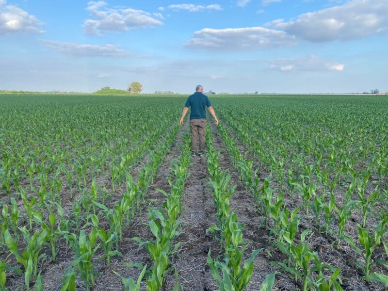 Estrategia defensiva/ofensiva de alto rendimiento de maíz, a prueba de sequía