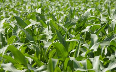 Comparación de fertilizantes utilizados en la siembra de maíz temprano