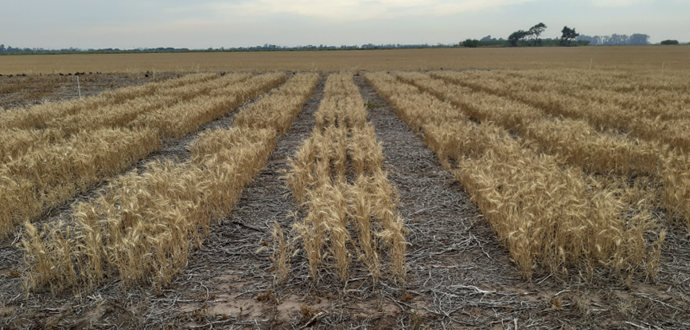 Fertilizantes líquidos y de aplicación como fuentes nitrogenadas en trigo