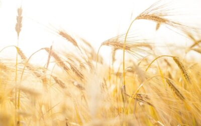 Mercado de trigo, márgenes y financiación