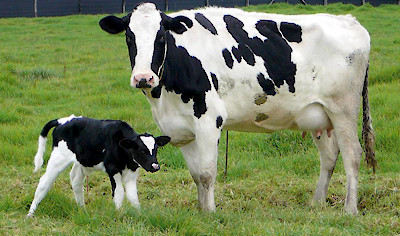 Efluente ganadero, cómo convertirlo en recurso