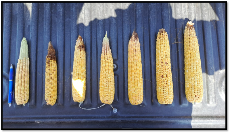 Claves para cosecha de maíz afectada por complejo de achaparramiento