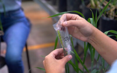 ACA lanza una variedad de trigo obtenida con tecnología doble haploide