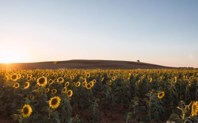 Girasol 2025/26 y la genética que redefinirá las rotaciones en Argentina