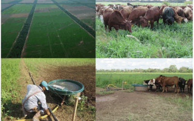 El AGUA en la parcela aumenta la ADPV