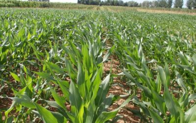 Respuesta productiva y económica del maíz a distintas dosis de Fertilizante Nitrogenado