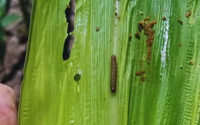 Alerta por ataques tempranos del gusano cogollero en maíz