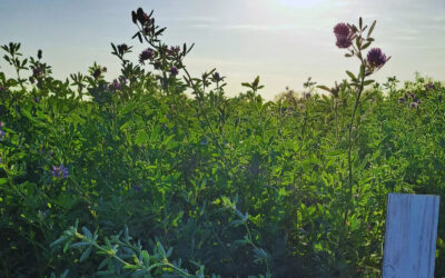 Alfalfa 2026: la precisión comienza en la planificación