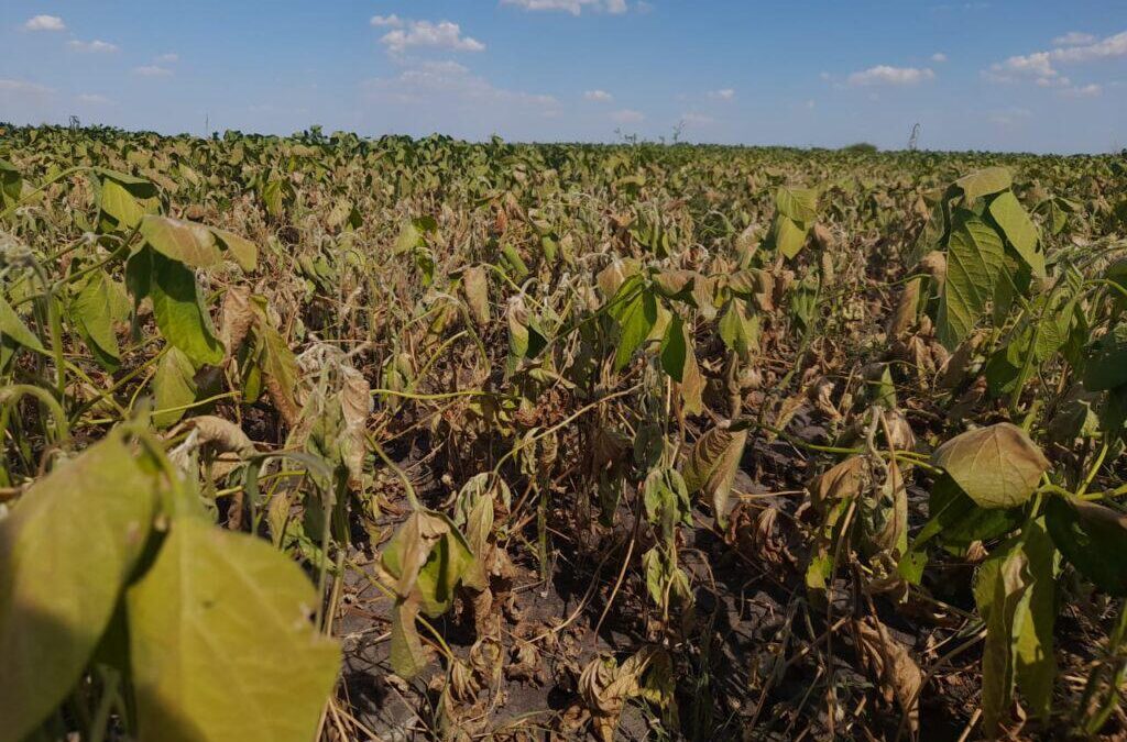 Soja al borde del camino: el “brillo plateado” que está contando la campaña
