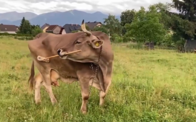 Inteligencia Natural