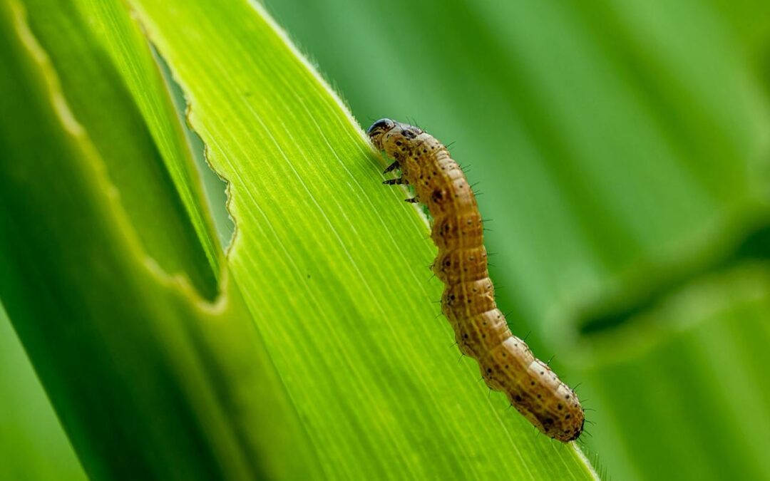 Variación en la respuesta toxicológica a Clorantraniliprole en una población de Spodoptera frugiperda sobreviviente a Vip3Aa20