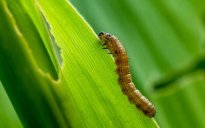 Variación en la respuesta toxicológica a Clorantraniliprole en una población de Spodoptera frugiperda sobreviviente a Vip3Aa20