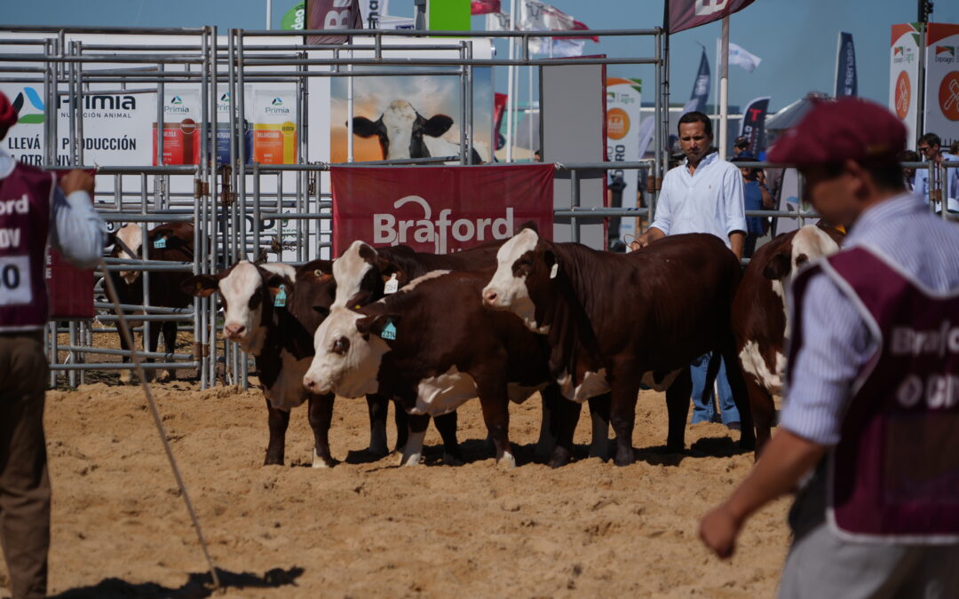 “BRAFORD AVANZA”