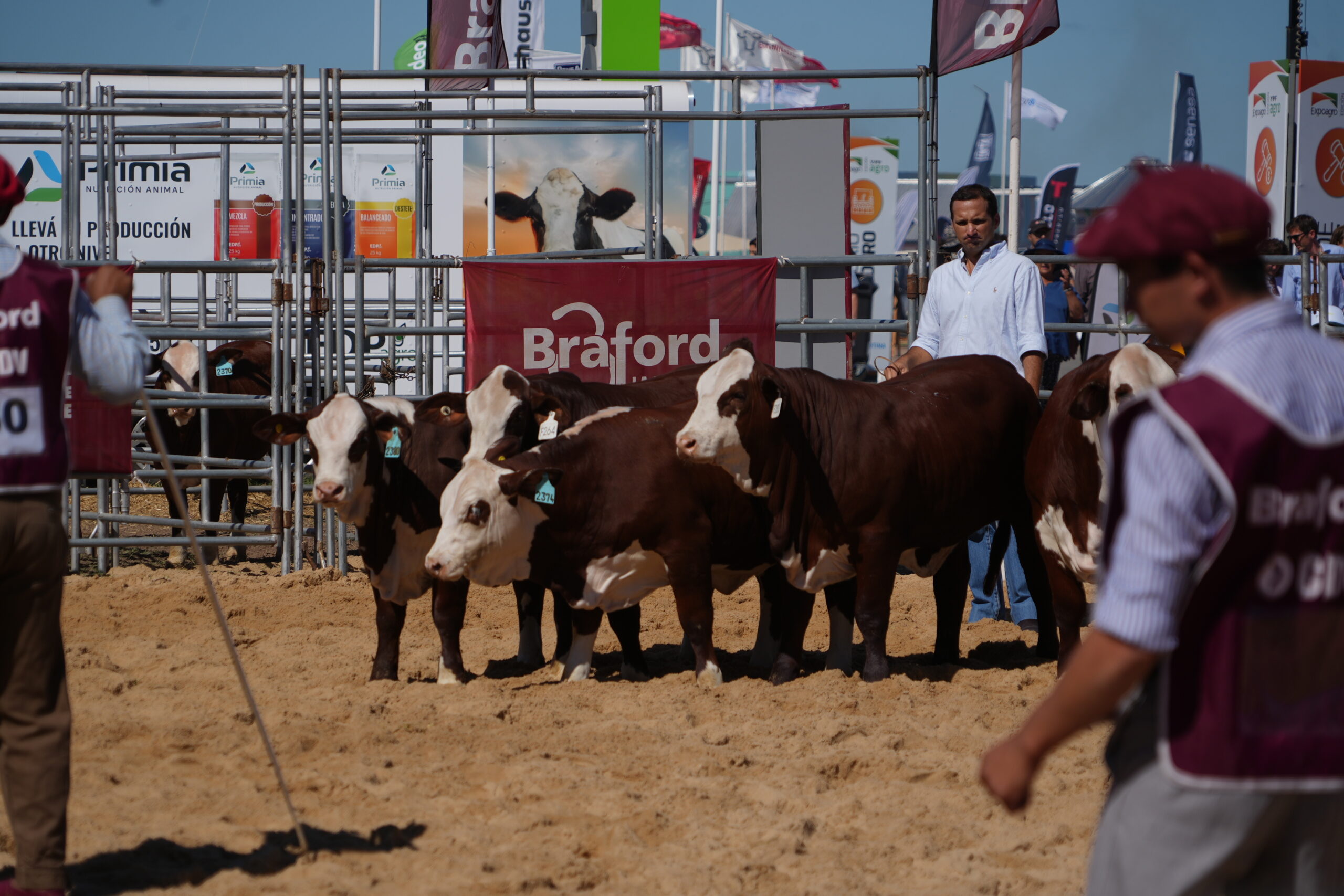 “BRAFORD AVANZA”