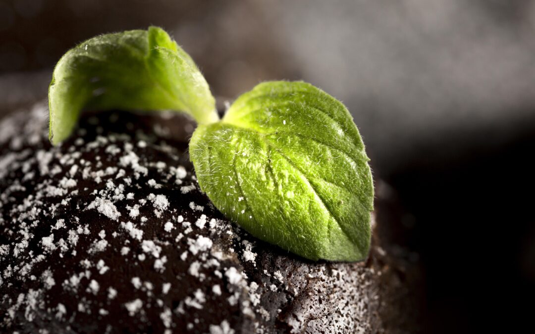 Posicionamiento agronómico de Fertilizantes de Eficiencia Mejorada