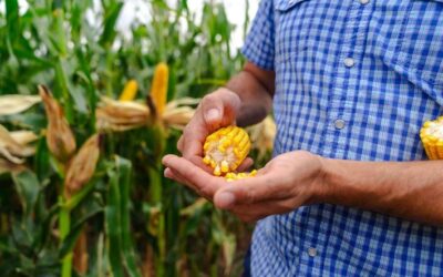 Semillas ILLINOIS y una nueva campaña comercial