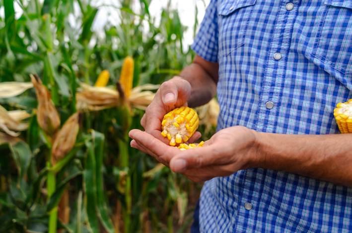 Semillas ILLINOIS y una nueva campaña comercial