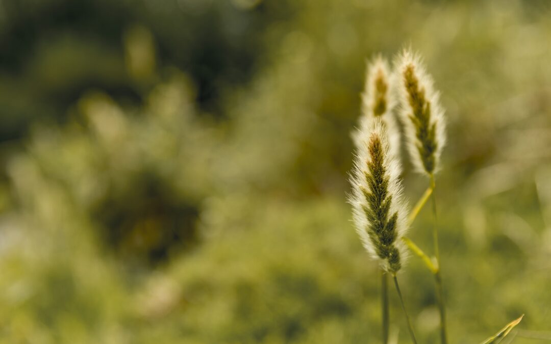 Más nutrientes, más trigo