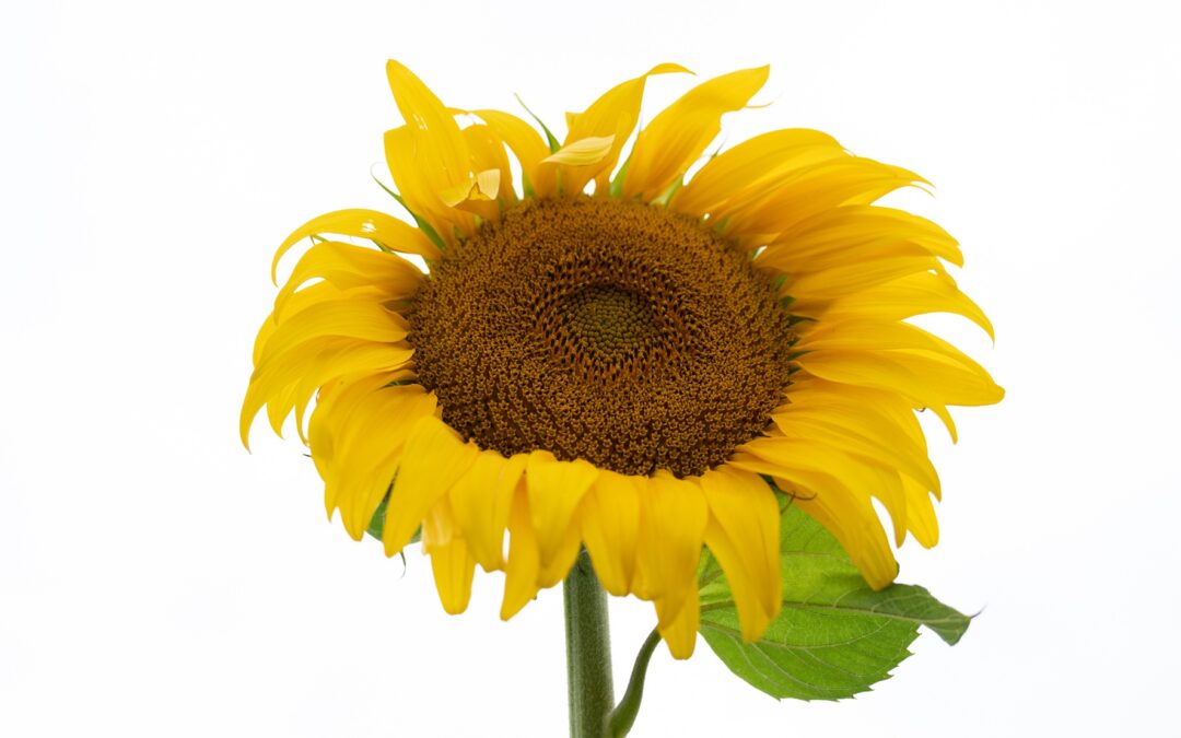 11 de junio: PURO GIRASOL 2026