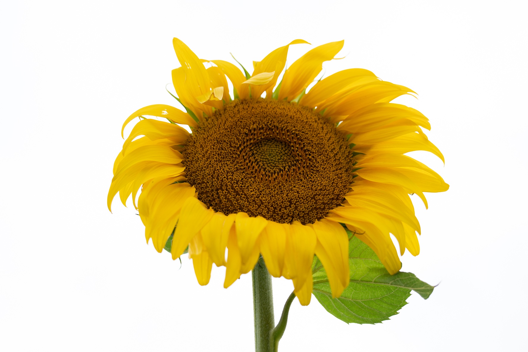 11 de junio: PURO GIRASOL 2026