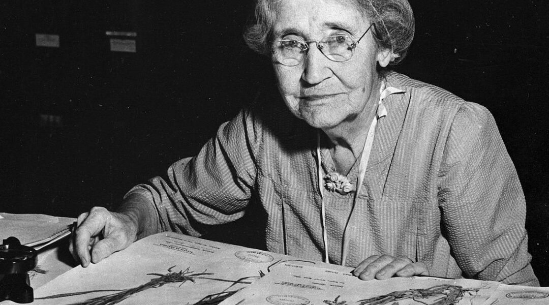 Mary Agnes Chase: La abuela de la botánica