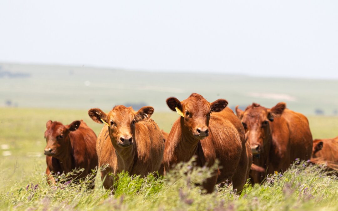 Nuevas oportunidades para la exportación de carnes argentinas