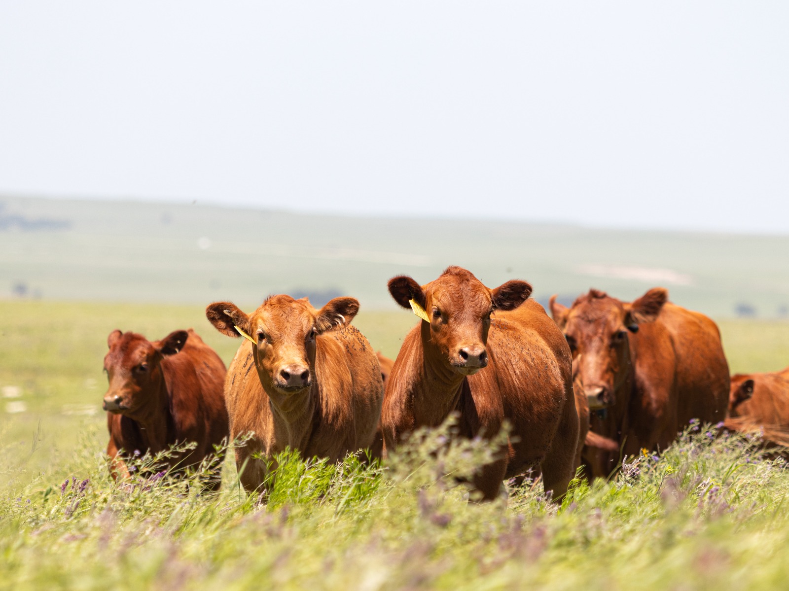 Nuevas oportunidades para la exportación de carnes argentinas