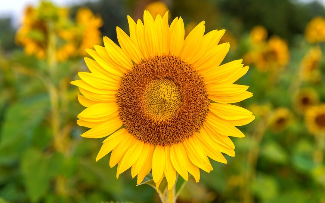 Brechas de rendimiento en girasol
