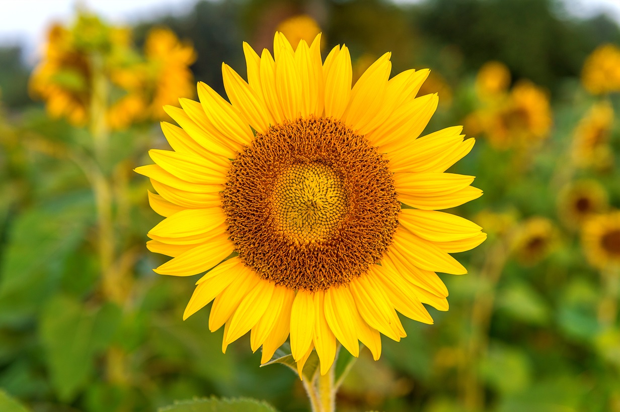 Brechas de rendimiento en girasol