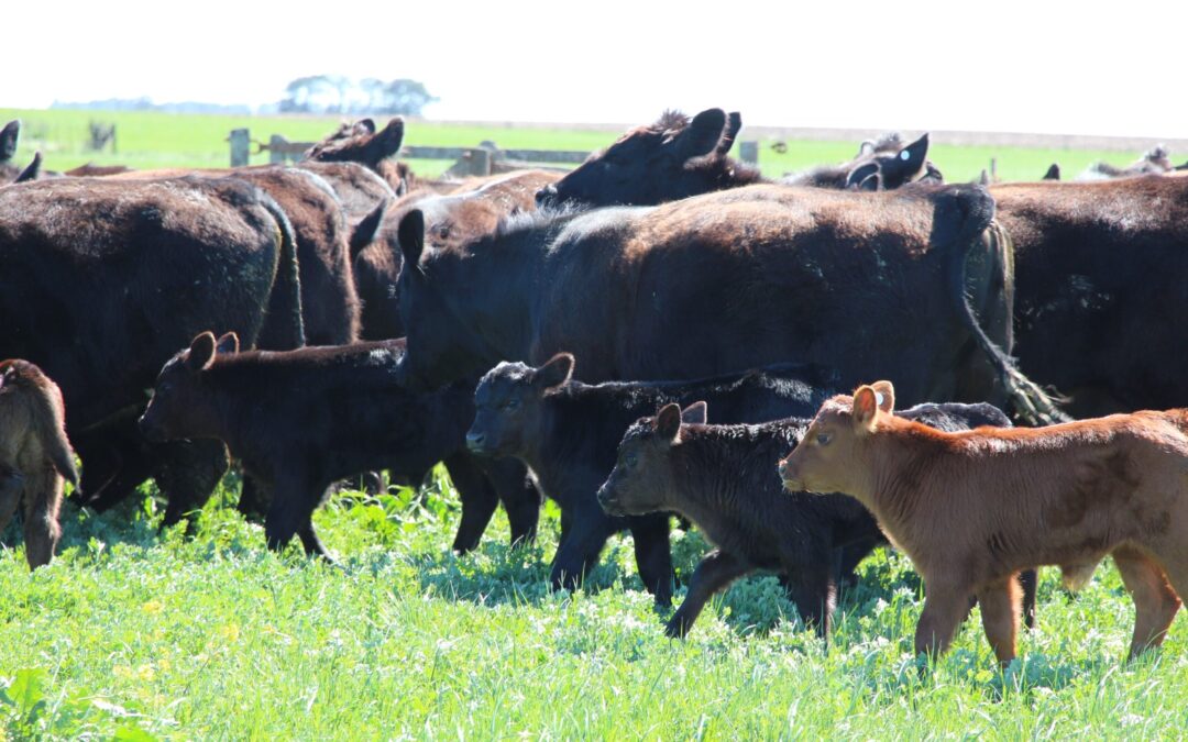 La herramienta que transforma la productividad de los rodeos de cría