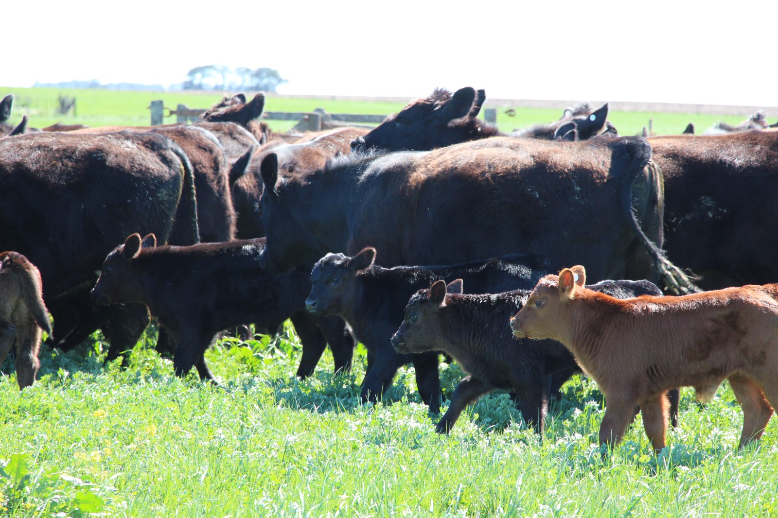 La herramienta que transforma la productividad de los rodeos de cría
