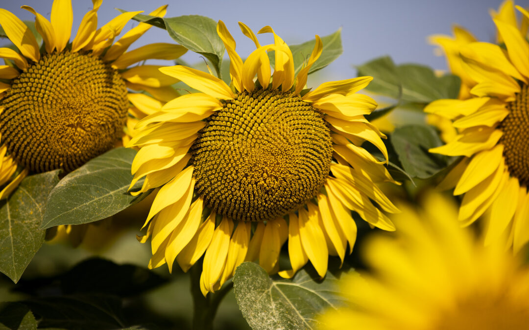 Girasol 2026/27: buenos márgenes y una campaña que exigirá anticiparse