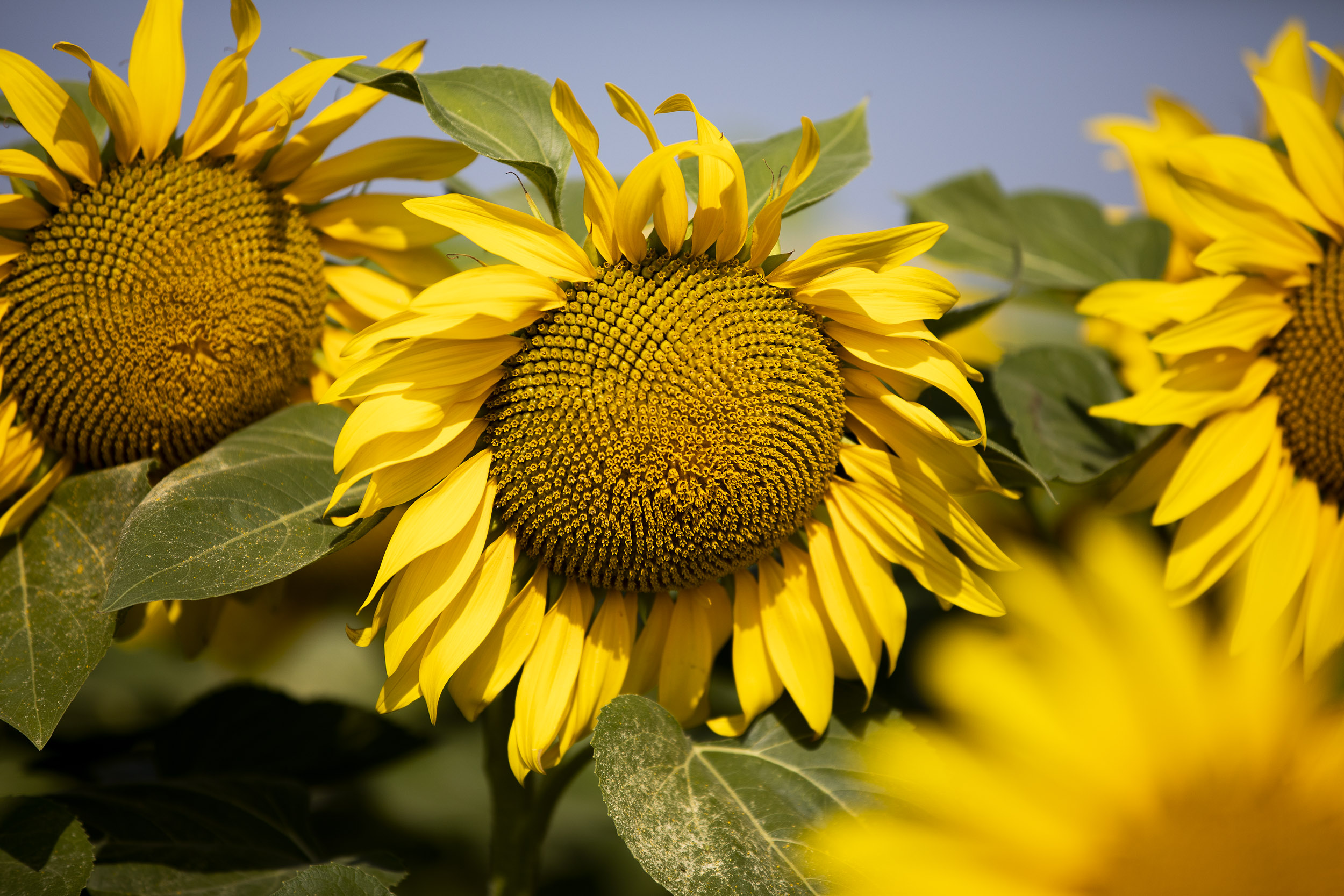 Girasol 2026/27: buenos márgenes y una campaña que exigirá anticiparse